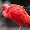 Image result for Baby Scarlet Ibis