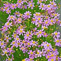 Image result for Coreopsis rosea American Dream