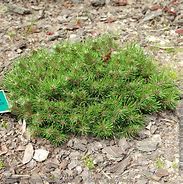 Image result for Pinus uncinata Paradekissen