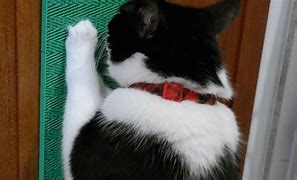 Image result for Extra Large Cat Scratcher