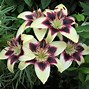 Image result for Lily Colors