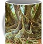 Image result for Ficus Tree Roots