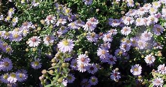 Aster ericoides Blue Star に対する画像結果