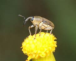 Image result for curculionidae