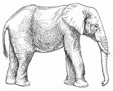 Image result for African Animal Drawings