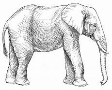 Image result for African Animals to Draw