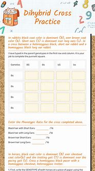 Image result for Dihybrid Cross Practice Worksheet