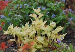 Image result for Brunnera macrophylla Spring Yellow ®