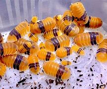 Image result for Isopod Amber Rubber Ducky