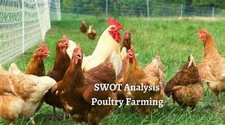Image result for Market Analysis Inpoultry Industry