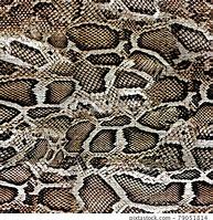Image result for Prop Snake Skin for a Poster