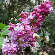 SYRINGA VULG. BELLE DE NANCY માટે ઇમેજ પરિણામ