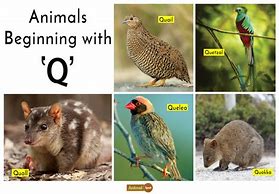 Image result for Animal Names That Start with Q