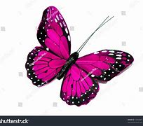 Image result for Hot Pink Butterflies