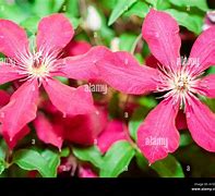 Image result for Blue Violet Clematis