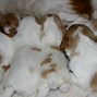 Image result for Pomeranian Puppy Growth Chart