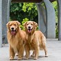 Image result for Cool Big Dogs