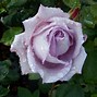 Image result for Pink Hybrid Tea Rose
