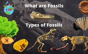 Image result for Different Fossil Types