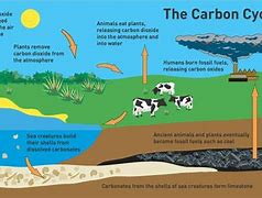 Image result for Carbonate Cycle Lithium