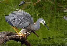 Image result for Egretta novaehollandiae