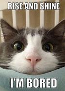 Image result for Cat Meme Repeat