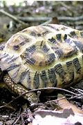 Image result for Chelodina pritchardi