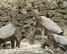 Image result for Giant Tortoise Extinct