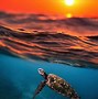 Image result for Beautiful Sea Turtles