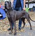 Image result for What Do Great Danes Look Like