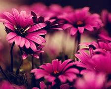 Image result for Small Pink Flower Background