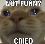 Image result for Not Funny Cried Cat