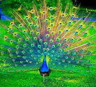 Image result for Peacock Wallpaper for Walls