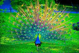 Image result for Peacock Background