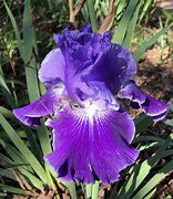 Image result for Iris germanica Red Chieftain