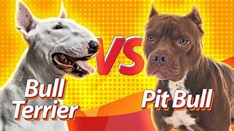 Image result for Bull Terrier vs Pit Bull