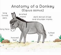 Image result for Donkey Anatomy