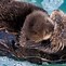Image result for Otter Mom and Baby