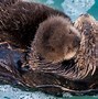 Image result for Sea Otter Mom and Pup
