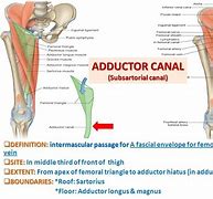 Image result for aductoe