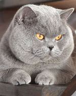 Image result for British Grey Cat