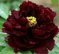 Billedresultat for Paeonia suffruticosa Wu Jin Yao Hui