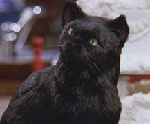 Image result for Salem Cat Sabrina