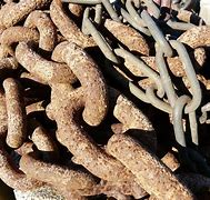 Image result for Animal Web Food Chain