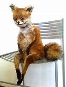 Image result for Taxidermy Fox Meme