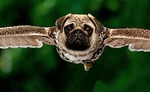 Image result for Exotic Pug