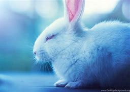 Image result for Fluffy Bunny Wallpaper