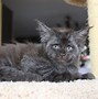 Image result for Human-Looking Cat Meme