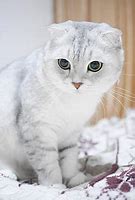 Image result for Russian Fold Cat