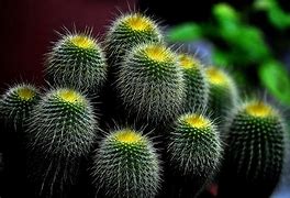 Image result for Cactus 4K